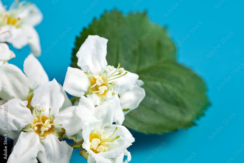 Flowers and leaves of hawthorn (Crataegus), also known as quickthorn, thornapple, May-tree, whitethorn or hawberry on a blue background.