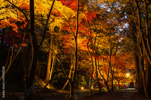 日本 静岡県周智郡森町、小國神社のライトアップされた紅葉
