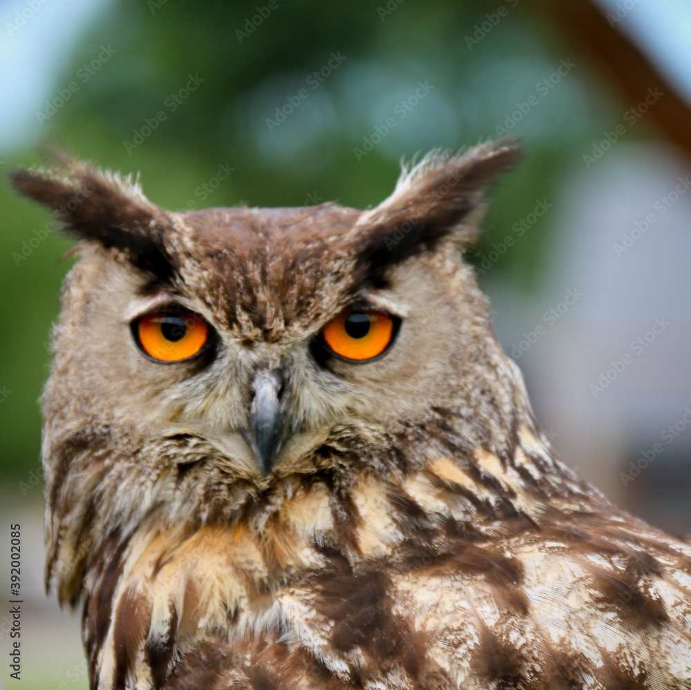 Fototapeta premium le regard du hibou moyen duc