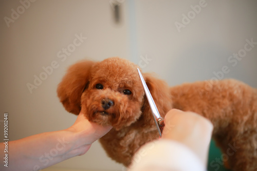 小型犬のトリミング photo