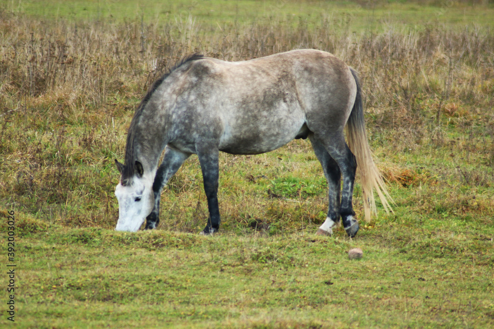The horse runs and stands in the tall grass. Long mane, a brown horse gallops.