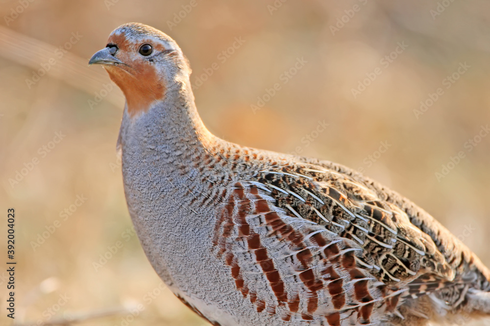 The gray partridge (Perdix perdix) close-up portrait in natural habitat. Detailed photos of plumage The gray partridge (Perdix perdix) close-up portrait in natural habitat. Detailed photos of plumage