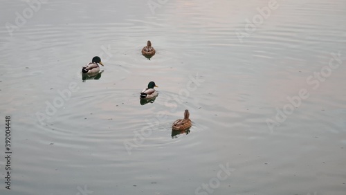ducks in the water 1