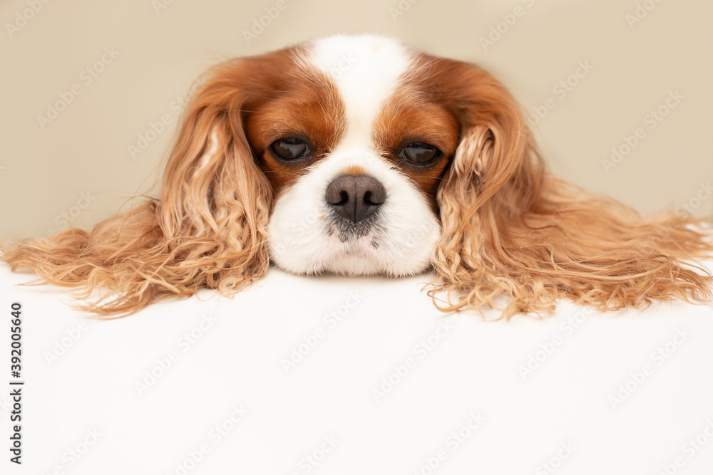 funny dog put its big red fluffy ears on the table and sadly looks hopefully at the empty space for the text. Close-up concept photo funny dog put its big red fluffy ears on the table and sadly looks hopefully at the empty space for the text. Close-up concept photo