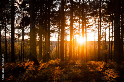 sunset in the forest with fresh oxygen to ventilate lungs in golden hour