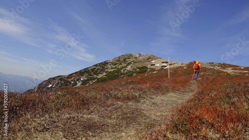 4K Traveler going uphill with hiking poles wearing bright yellow jacket on cold sunny day in early spring. Hiking, hillwalking concept.