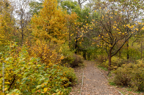 autumn in the park