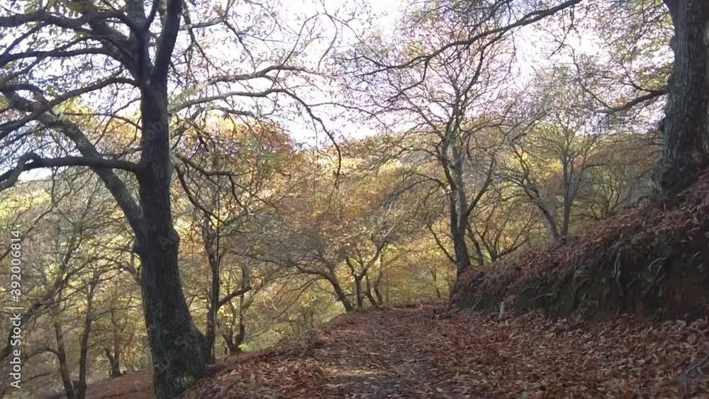 caminando por los castaños del valle del genal en la estación del otoño, Andalucía caminando por los castaños del valle del genal en la estación del otoño, Andalucía