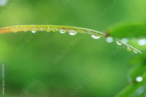 Green leaf with raindrops after the rain in spring season. Selective focus with copy space. Nature background concept.
