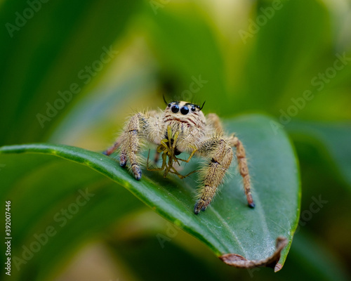 Salticidae java yellow or yellow jumping spider eating little spider and standing on leaf.