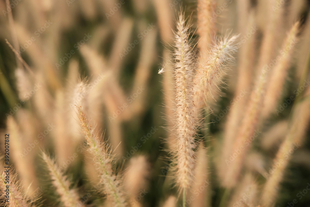 Poaceae Grass Flowers Field and Poaceae background Poaceae Grass Flowers Field and Poaceae background