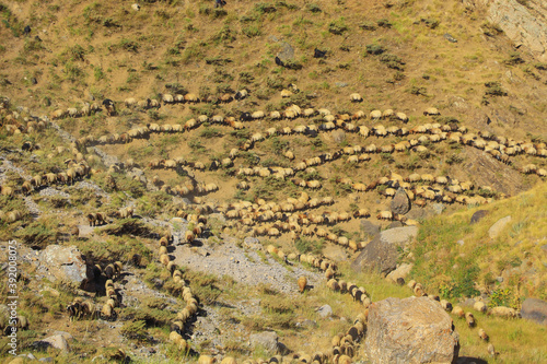 a flock of sheep and nature in the mountains
