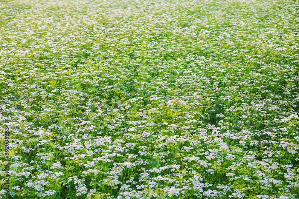 .White flower garden with white flower background .White flower garden with white flower background