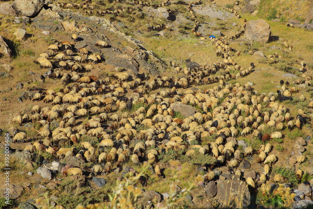 a flock of sheep and nature in the mountains
a flock of sheep and nature in the mountains