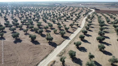 Wallpaper Mural Aerial view of olive cultivation, in fields of Toledo, on a sunny day Torontodigital.ca