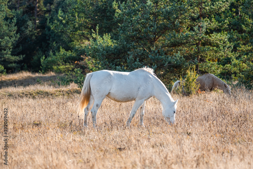 Obraz premium White horse on pasture in golden autumn grassland with trees in the background rural landscape