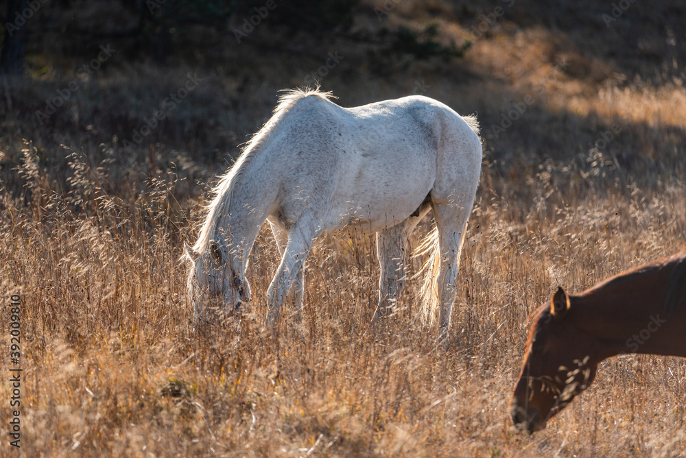 Horses on pasture autumn scene landscape in golden grass vivid colors natural looking with copy space for text Horses on pasture autumn scene landscape in golden grass vivid colors natural looking with copy space for text