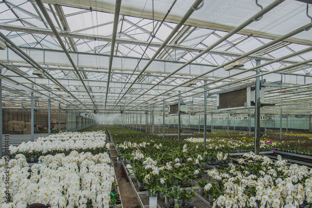 Big orchid flower plantation where orchids are grown on a large scale. Glass or hothouse for growing orchids.