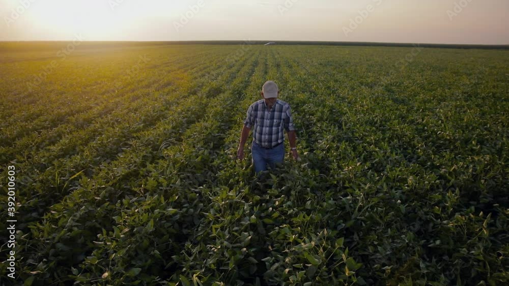 Senior farmer walking in soybean field examining crop during sunset.