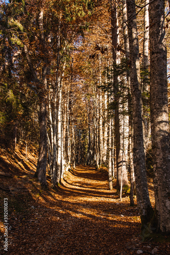 Path in the forest covered ...