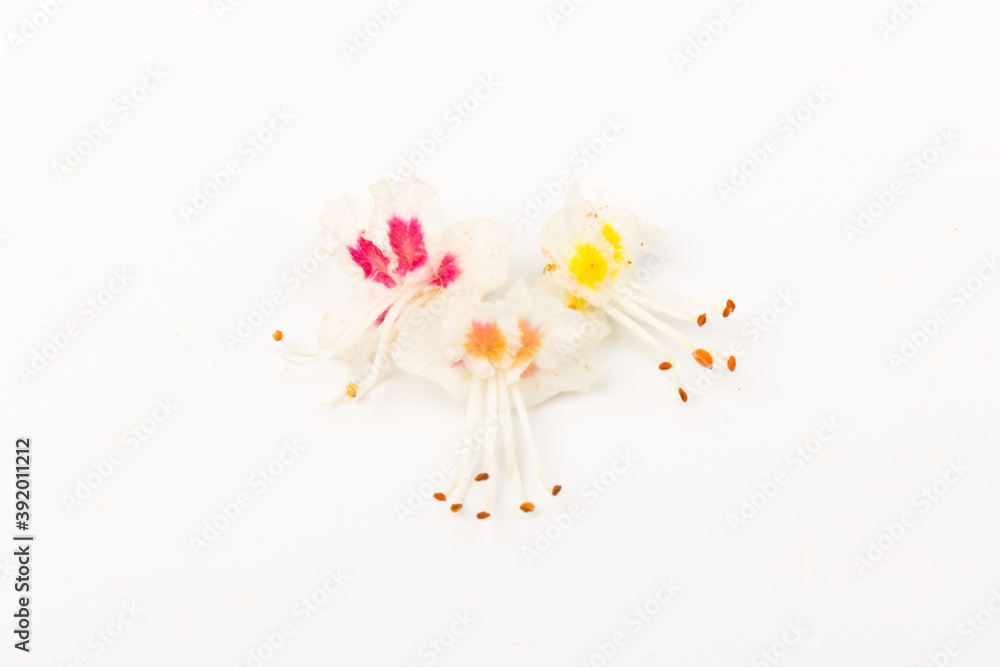 Horse-chestnut (Aesculus hippocastanum, Conker tree) flowers and leaf on  white background