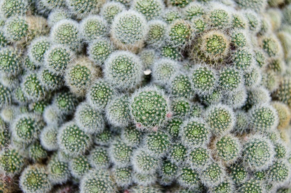 cactus family, macro photography of cactus for decoration cactus family, macro photography of cactus for decoration