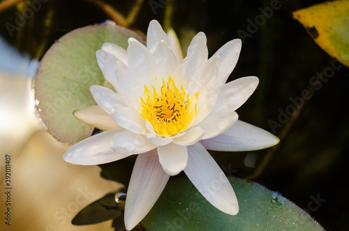 White Lotus flower in a pond