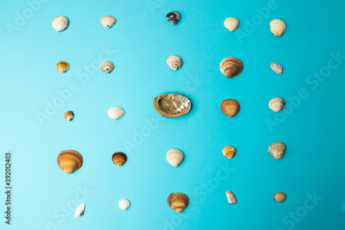 various sea shells on blue background