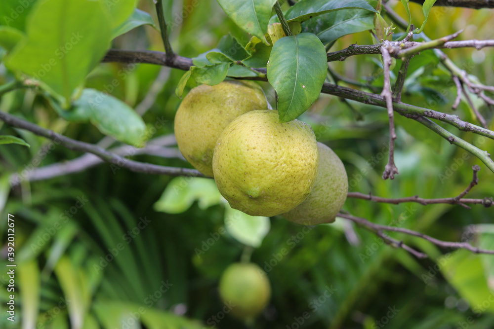 A small lemon tree in the garden.