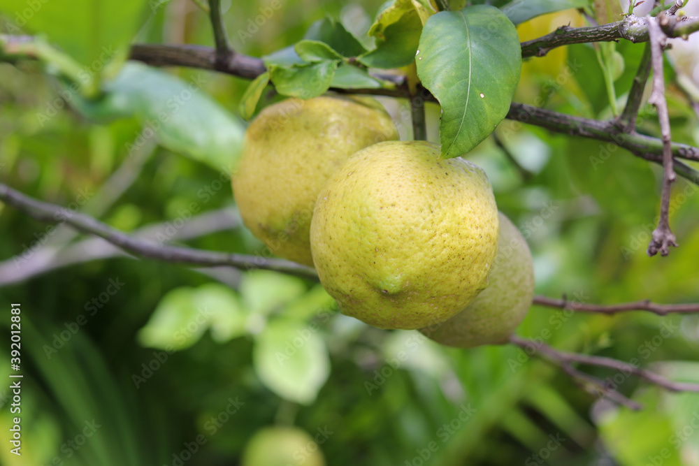 A small lemon tree in the garden.