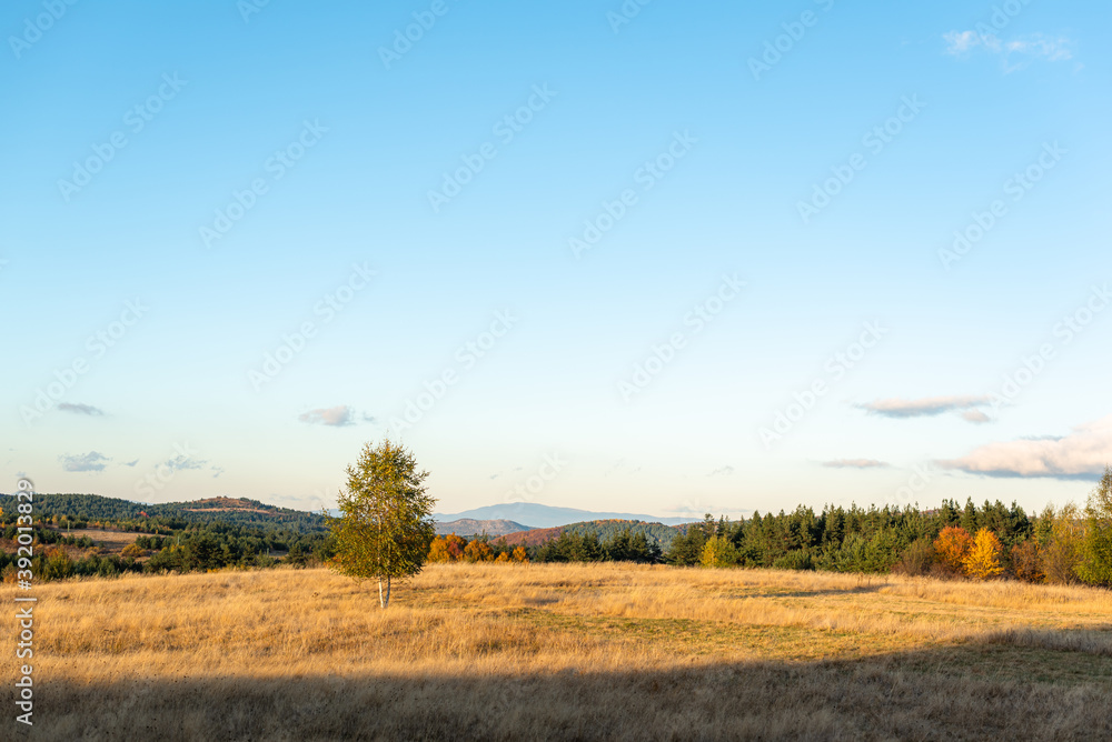 Solitary autumn tree in bright sunlight golden grass hills rural landscape in Bulgaria
