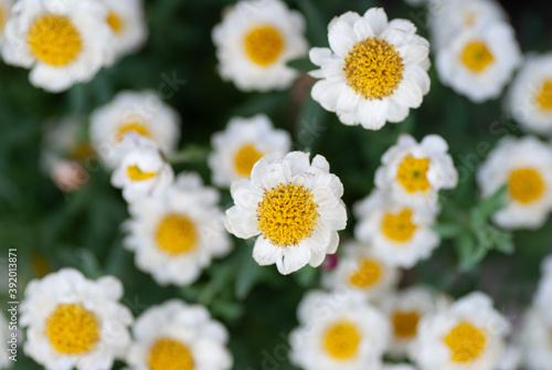 White Flowers of Rhodanthe anthemoides