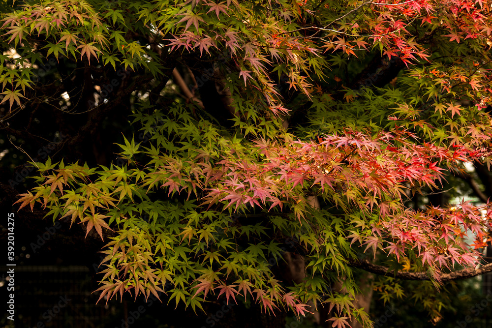 色づくモミジ・カエデ　埼玉県川口市安行