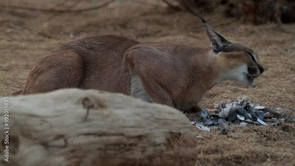 Caracal eats a Laughing dove after hunting him down Caracal eats a Laughing dove after hunting him down