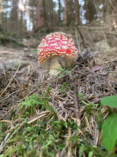 fly mushroom