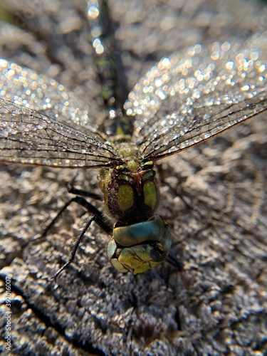 dragonfly on a branch
