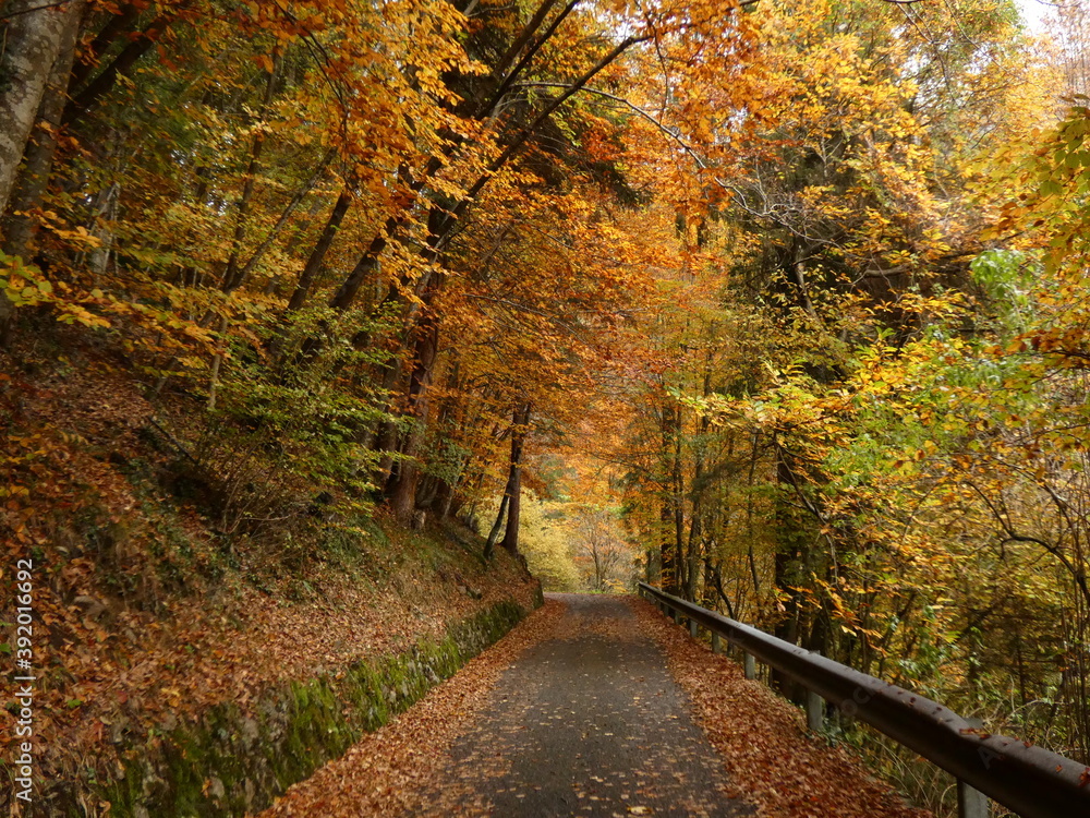 Naklejka premium autumn in the forest