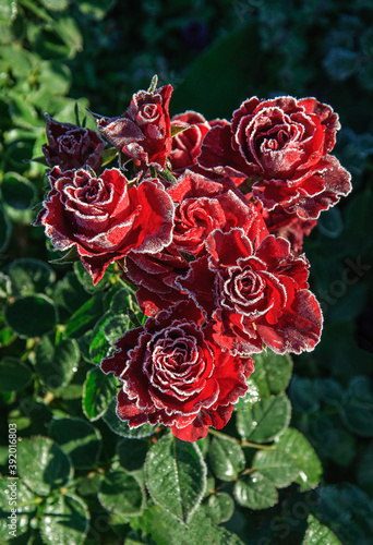 Red rose in beautiful crystals of frost in an early autumn morning