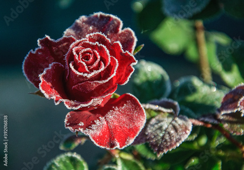 Red rose in beautiful crystals of frost in an early autumn morning