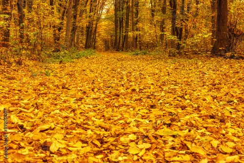 Bright yellow autumn in the forest. The ground is covered with fallen yellow leaves and yellow trees.