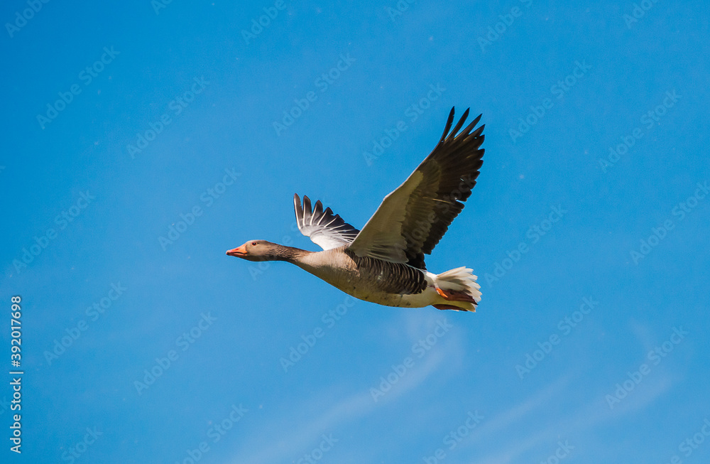 Obraz premium Steinhuder Meer-Meerbruchswiesen , Graugans bei Flug.