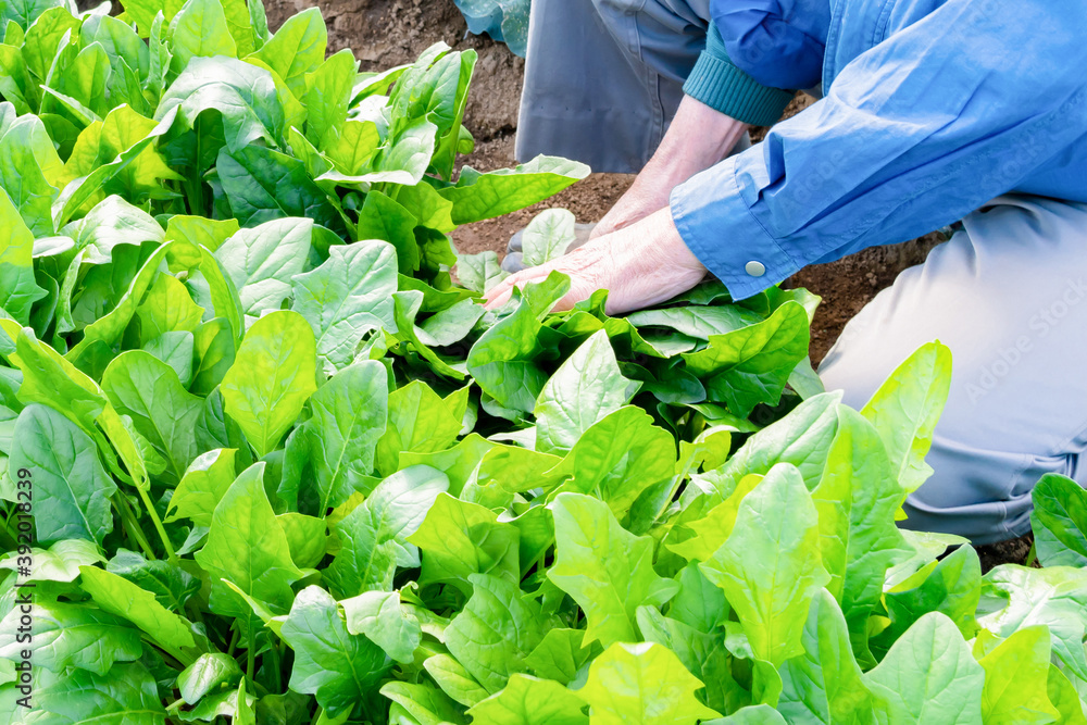 Naklejka premium ほうれん草畑