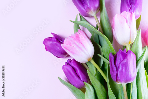 Fototapeta Naklejka Na Ścianę i Meble -  Pink blooming tulips