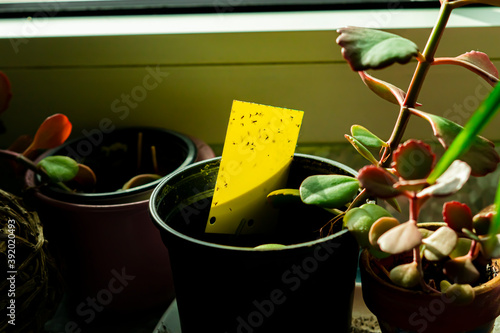 yellow sticky trap in a houseplant pot photo