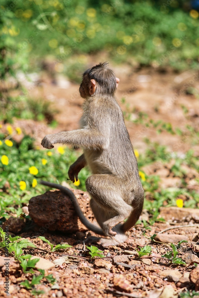 Fototapeta premium A monkey on two legs. State Of Goa. India