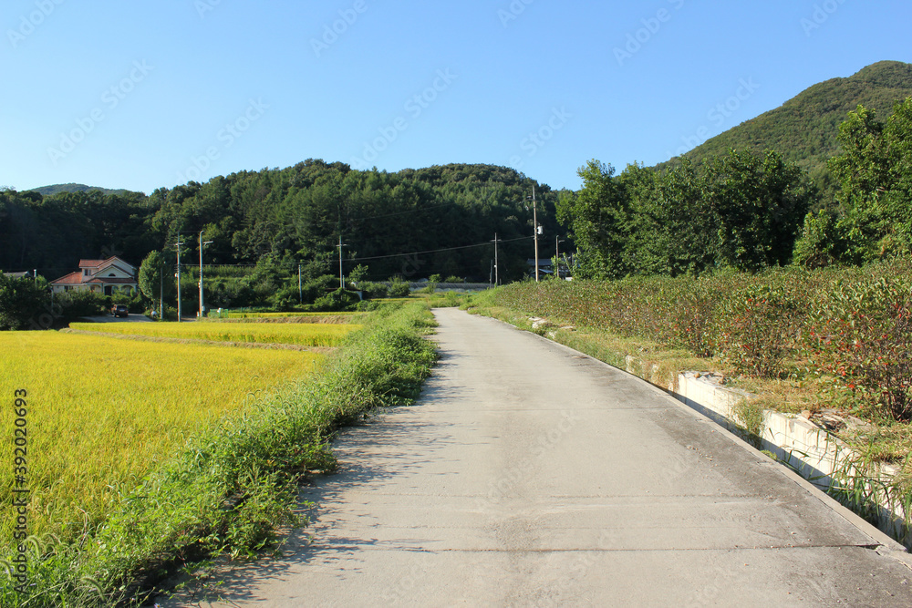 Naklejka premium autumn golden rice field and road in countryside.