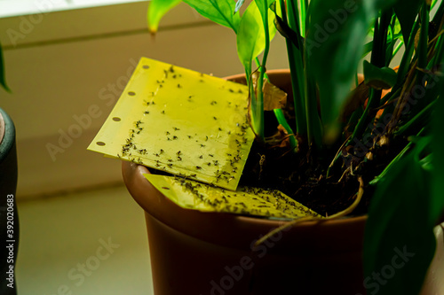 some dark-winged fungus gnats are stuck on a yellow sticky trap photo