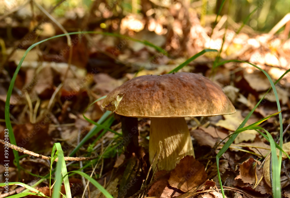 White mushroom in forest in autumn. Big boletus grows in the wildlife against the background of green moss. Porcini bolete mushrooms. Season for picked gourmet mushrooming. White mushroom in forest in autumn. Big boletus grows in the wildlife against the background of green moss. Porcini bolete mushrooms. Season for picked gourmet mushrooming.