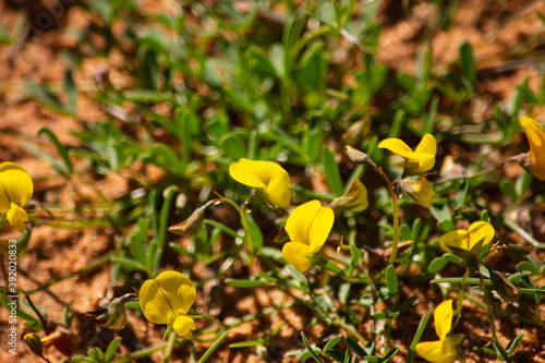 Small yellow pea like wildflowers growing in Namaqualand © Hislightrq
