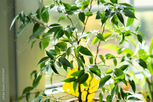 Houseplant - ficus tree